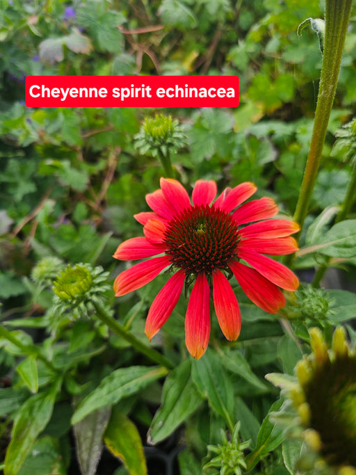 Echinacea Cheyenne Spirit #1