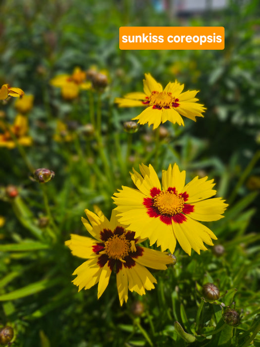 Coreopsis Sunkiss 9cm Tickseed