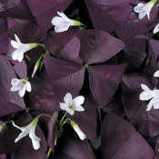 Oxalis ( shamrock plant)