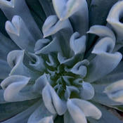 Succulent Plants - Echiveria # 22798