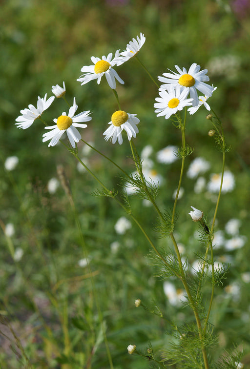 Chamomile seeds - seed packets