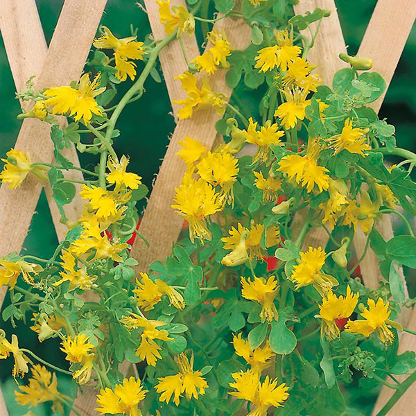 Canary Climber seeds - seed packets