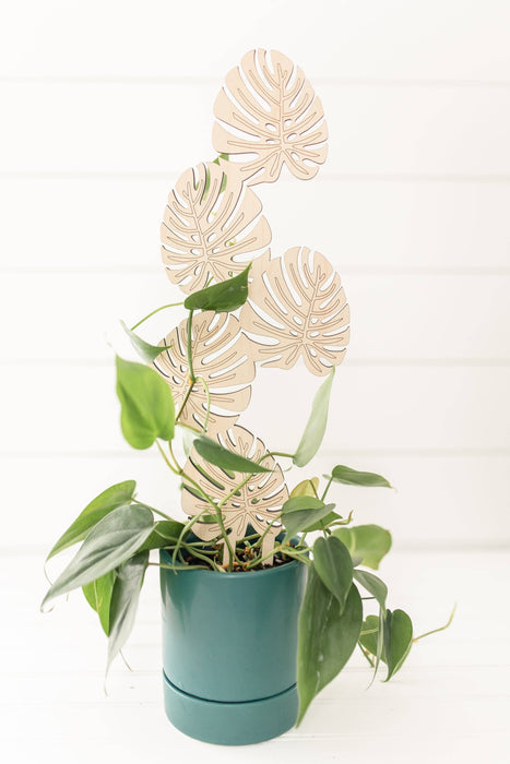 Climbing Monstera Plant Trellis