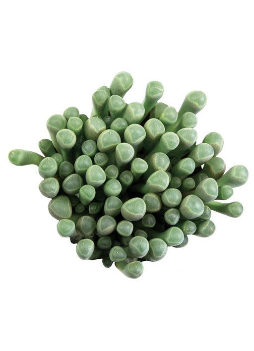 Succulent - Baby Toes - Mimicry 2”