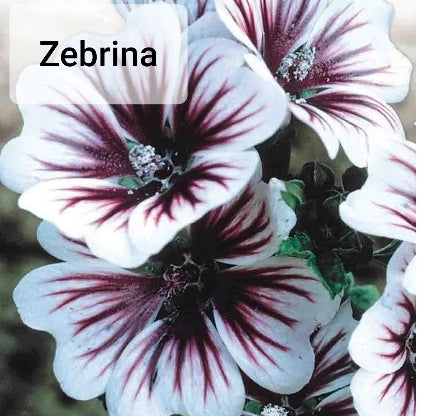 Seed Malva Zebrina