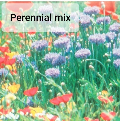 Wildflower - Seed Packet