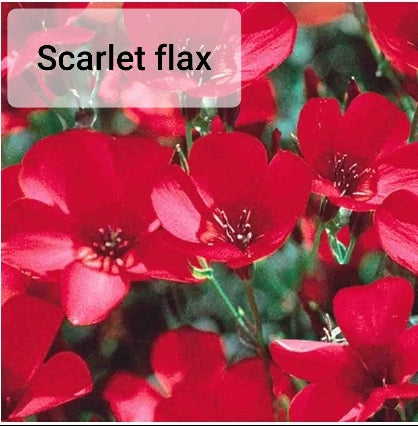 Wildflower - Seed Packet