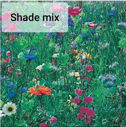 Wildflower - Seed Packet