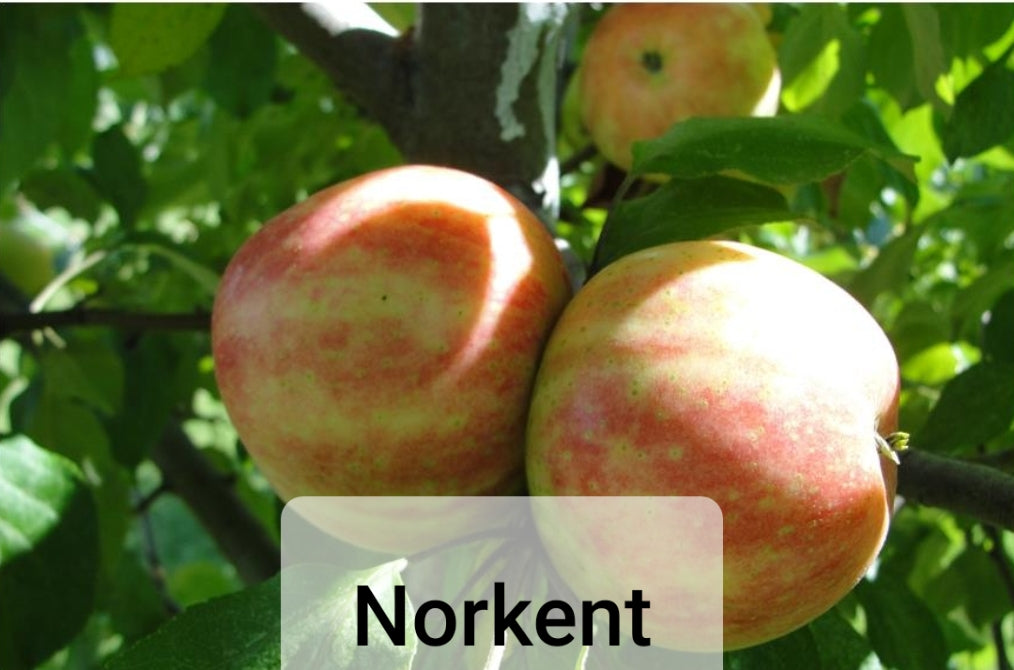 Apple Trees - Malus