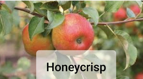 Apple Trees - Malus