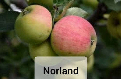 Apple Trees - Malus