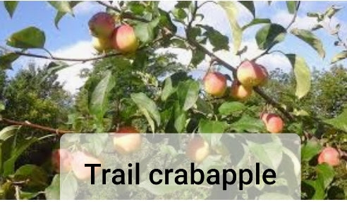 Apple Trees - Malus