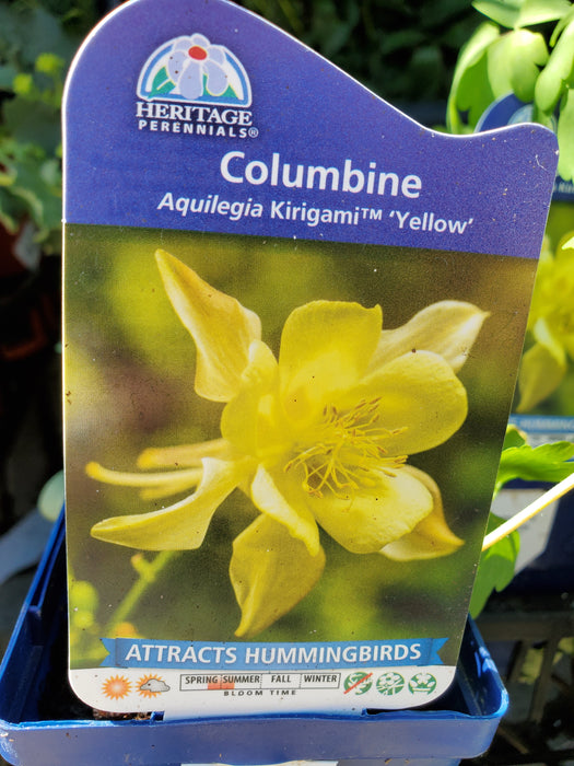 Aquilegia - Columbine
