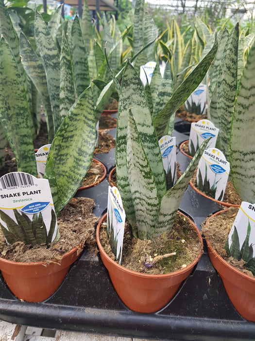 Sanseveria - Snake Plant- Zeylinica