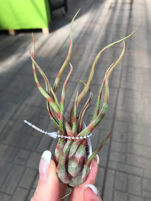 Air Plant - $9.99
