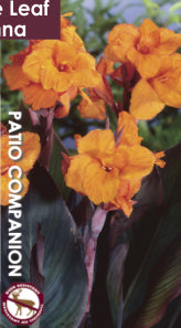 Canna - Bronzeleaf - Wyoming