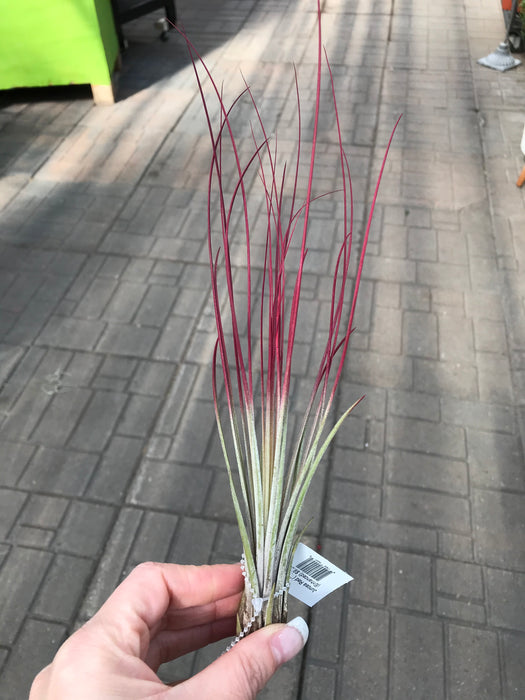 Air Plant - $9.99