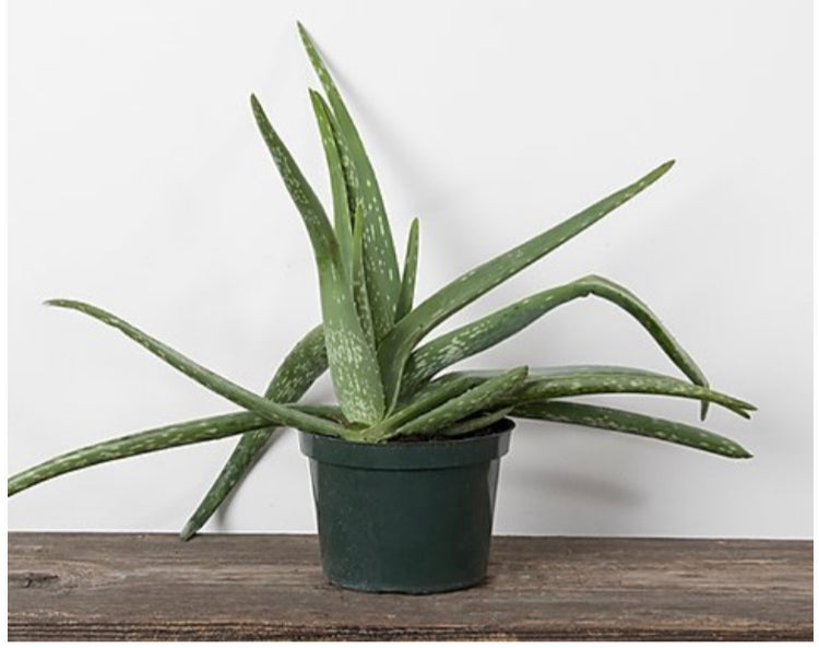 Aloe Vera Plant