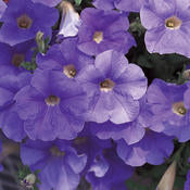 Supertunia Petunias