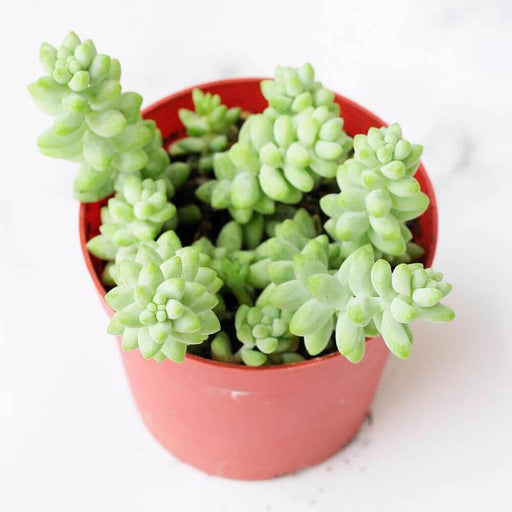 Donkey Tail - Sedum