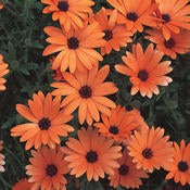 Osteospermum Daisy Bright Lights Series