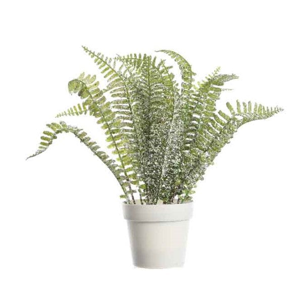 Plant Fern - With Snow