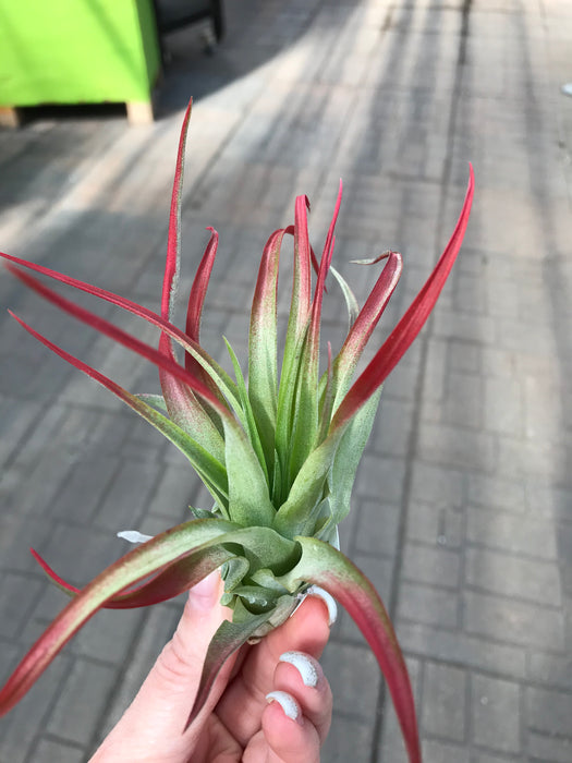 Air Plant - $9.99