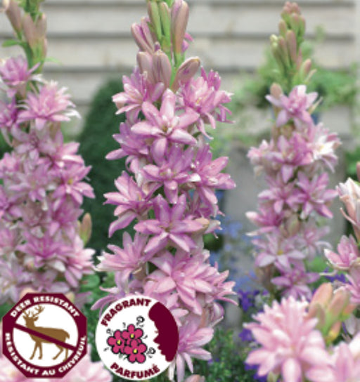 Tuberose - Pink Sapphire