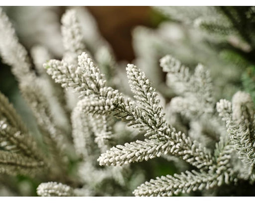Norway Spruce Flocked Christmas Tree- Artificial-