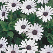 Osteospermum Daisy Bright Lights Series