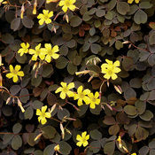 Oxalis ( shamrock plant)