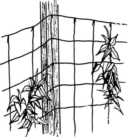 Vine and Veggie Trellis - 5' x 10'