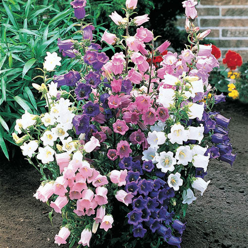 Canterbury Bells seeds - seed packets