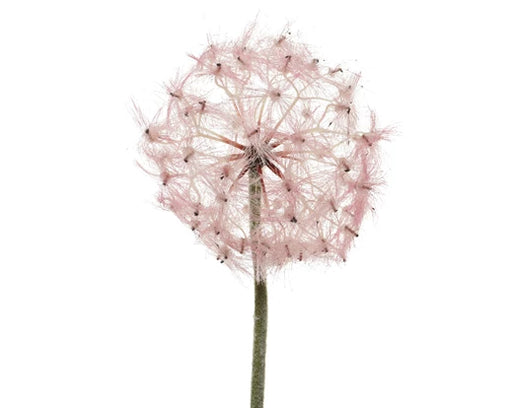 Giant Dandelion Seed Head