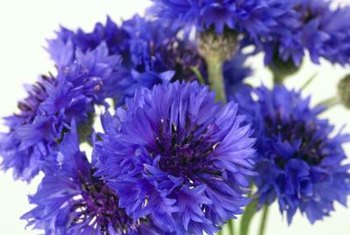 Seed Packets, Bachelor Button