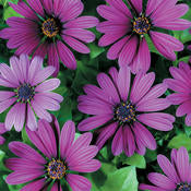 Osteospermum Daisy Bright Lights Series