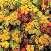 Oxalis ( shamrock plant)