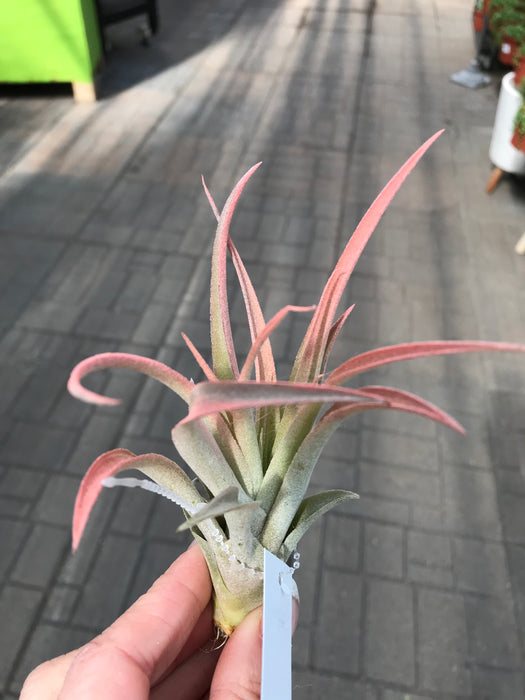 Air Plant - $9.99