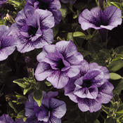 Supertunia Petunias