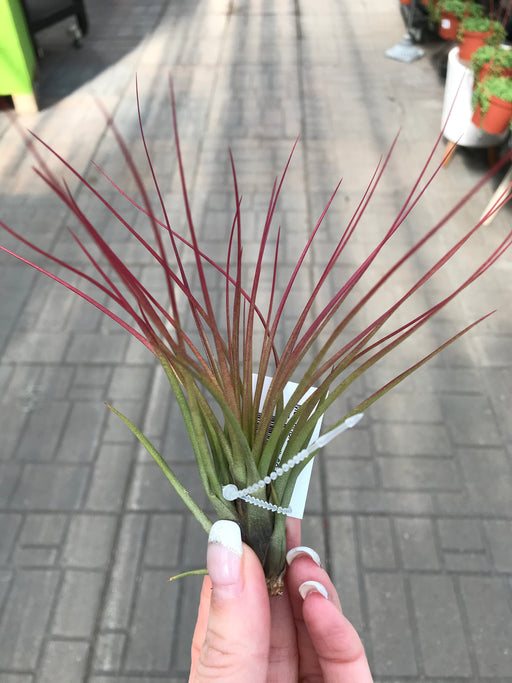 Air Plant - $9.99