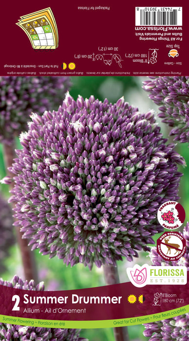 Allium - Summer Drummer