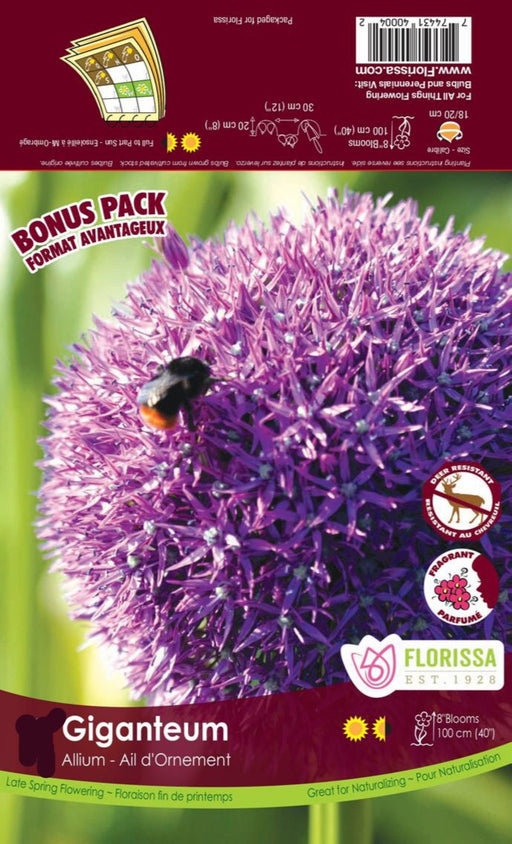 Allium - Giganteum