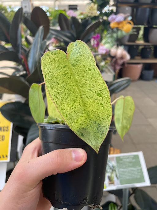 Philodendron Paraiso Verde  hi