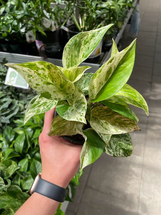 Pothos Marble Queen 6” (Bruce)