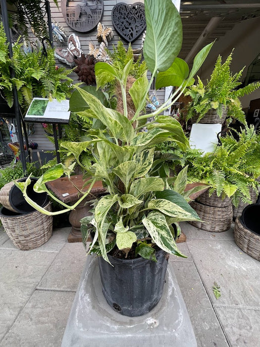 Pothos Marble Queen Totem
