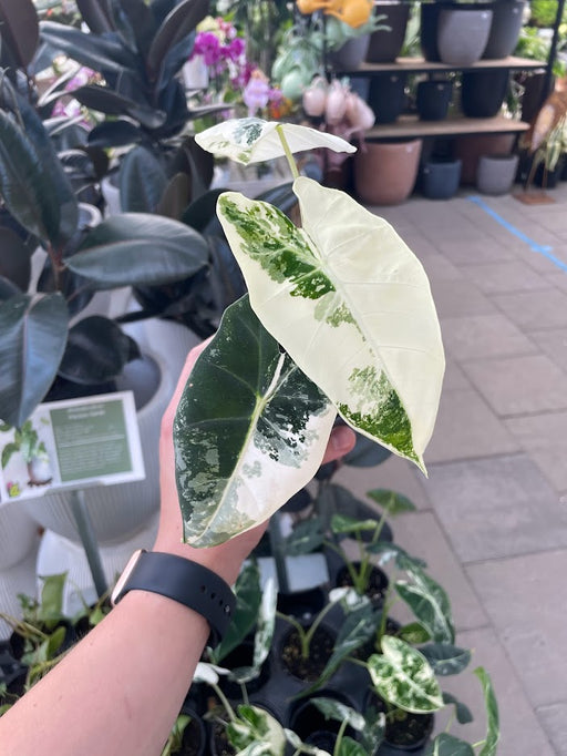 Alocasia Frydek Variegata