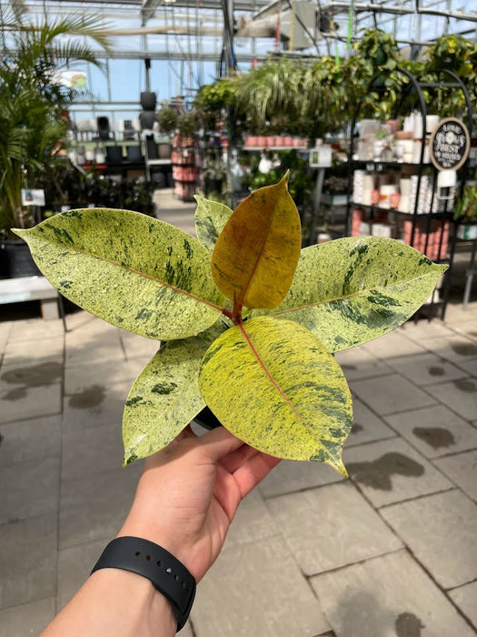 Ficus Shiveriana