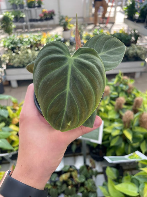 Philodendron El Choco Red