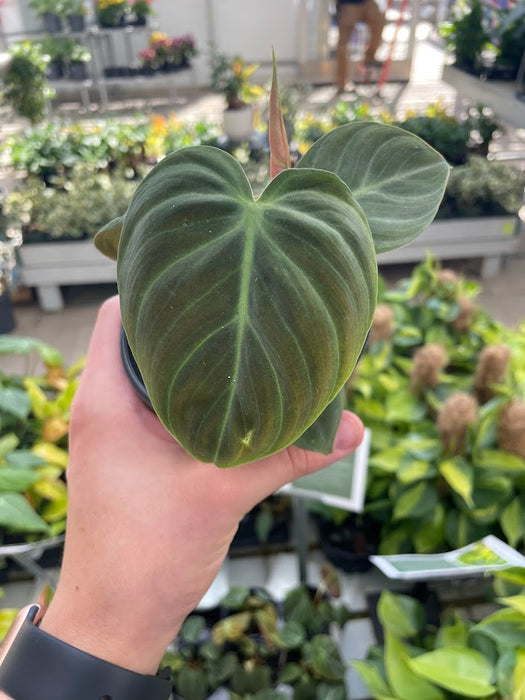 Philodendron El Choco Red