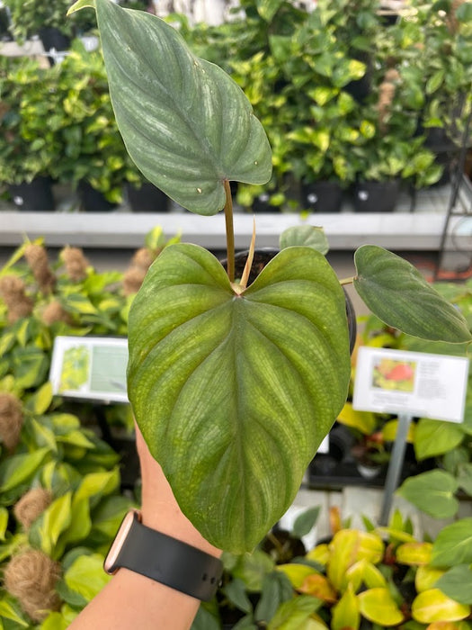 Philodendron Pastazanum Silver